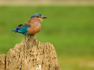 kaudulla-national-park-sri-lanka-haya-lanka