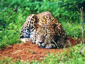 kaudulla-national-park-sri-lanka-hayalanka