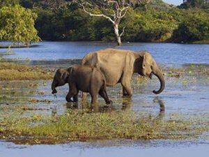 yala-national-park-haya-lanka-srilanka