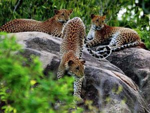 yala-national-park-hayalanka